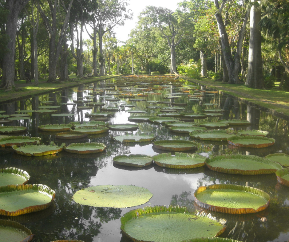Pamplemousses Botanical Garden
